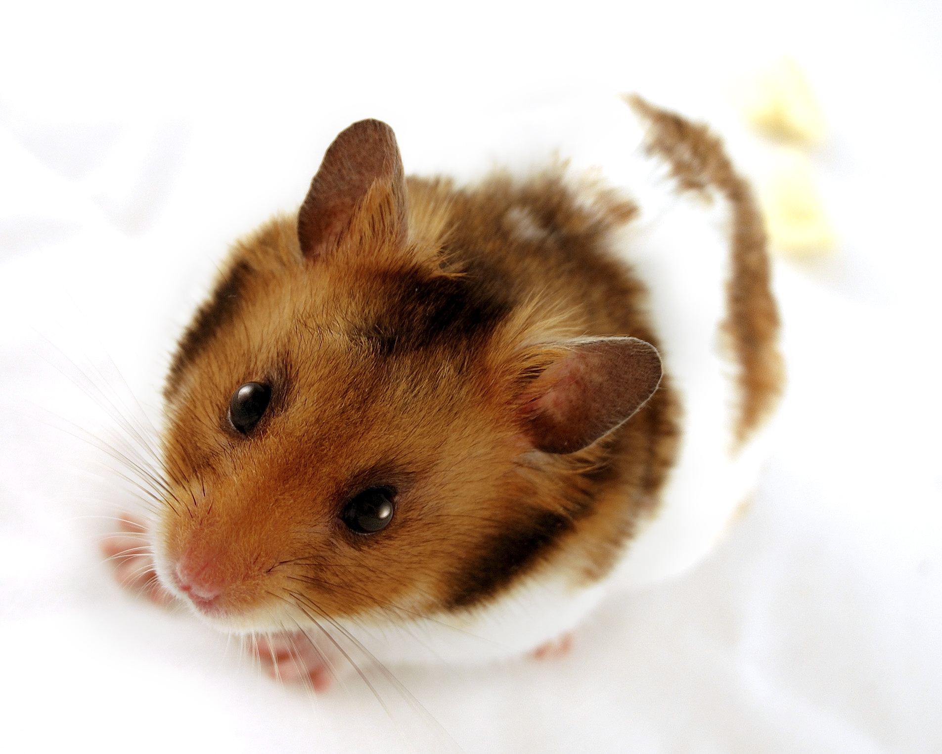 Résultat d’images pour image d'hamster russe