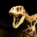 CAT-Paleontology and prehistoric life.jpg