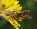 Araignée et mouche-Spider and fly.jpg