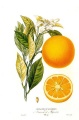 Belles ilustrations des oranges.jpg