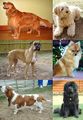Différentes races de chiens - Various dog breeds.jpg