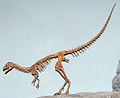Squelette Compsognathus.jpg