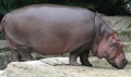 Hippopotame-Hippopotamus amphibius.jpg