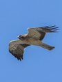 Booted Eagle (Hieraaetus pennatus) - 48828078338.jpg