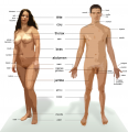 Corps humain-Être humain-Anatomie humaine.png