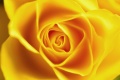 Yellow rose - close-up.jpg