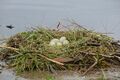 Cygnus olor, nests with eggs, Höckerschwan mit Nest 2.JPG