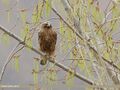 Booted Eagle (Hieraaetus pennatus) (51172118800).jpg