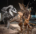 Squelettes-Dinosaures-Stégosaure-Allosaure.jpg