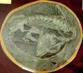 Meilong fossil.jpg