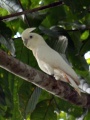 Cacatoès des Philippines-Red-vented Cockatoo (Cacatua haematuropygia).jpg