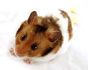 Le hamster doré est devenu un animal de compagnie très populaire.