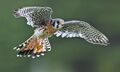 1200px-Falco sparverius -Canadian Raptor Conservancy, Canada -flying-8a.jpg