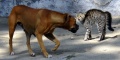 Chien et chat-cat and dog.jpg