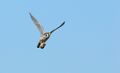 Falcon Falco sparverius cinnamominus hunting.jpg