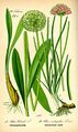 Illustration Allium victorialis and Allium angulosum.jpg