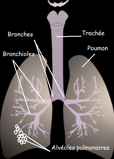 Appareil respiratoire — Wikipédia