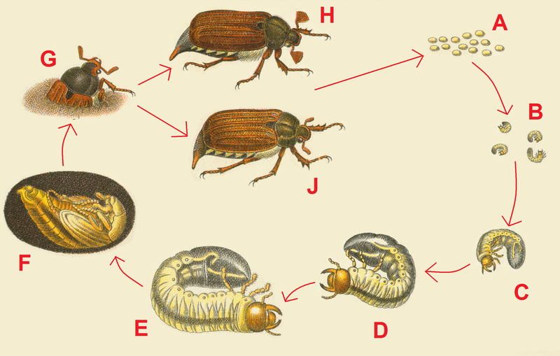 File:Cycle de vie d'un hanneton-Croissance-Larve-Chrysalide