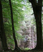 Forêt-970.jpg