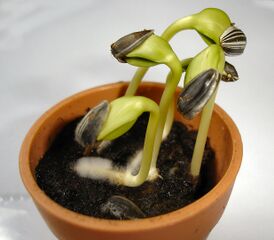 File:Sunflower seedlings - Germination graine tournesol.jpg