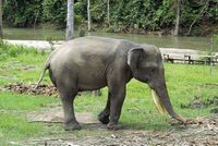 Elephant Sumatra.jpg
