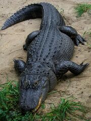 American Alligator.jpg