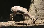 Speke's Gazelle.jpg