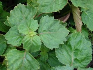 Fil:Pogostemon cablin-Patchouli-feuille-plante-limbe-nervure-pétiole.jpg
