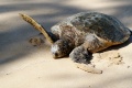 Thumbnail for version as of 16:35, 21 December 2010