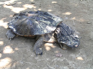 Fil:Tortue Matamata-7970.jpg