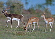 Antilopes cervicapres-cervicapra.jpg