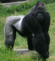 Gorille de l'ouest (Gorilla gorilla).jpg