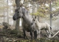 Horses-mother and young with dun gene.jpg