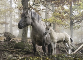 File:Horses-mother and young with dun gene.jpg