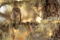 Thumbnail for version as of 15:47, 15 July 2011