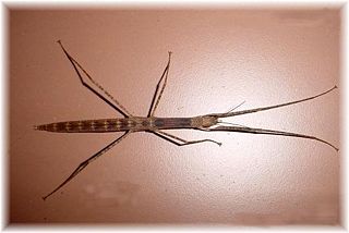 File:Apterograeffea reunionensis 0506 BasseVallee.jpg