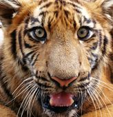 Le tigre-7947.jpg