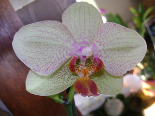 Fil:Phalaeinopsis.jpg