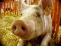 Porc-Cochon domestique-1400.jpg