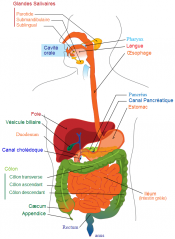 Fil:Système-digestif-Schéma digestion.png