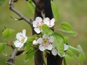 Pommier-Malus domestica-Fleurs.jpg