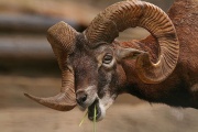 Mouflon-4124.jpg