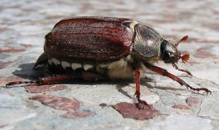 Fil:Hanneton commun (Melolontha melolontha).jpg