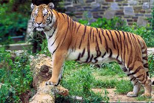 Tigre du Bengale (Panthera tigris tigris).jpg