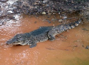 Crocodile de Cuba.JPG