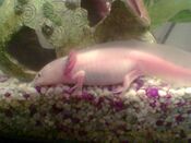 Axolotl-6514.jpg