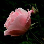 Rose-3979.jpg
