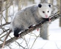 733px-Opossum 3.jpg