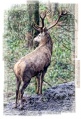 King of the Forest-1292.jpg
