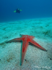 Fil:Étoile de mer -1-9033.jpg